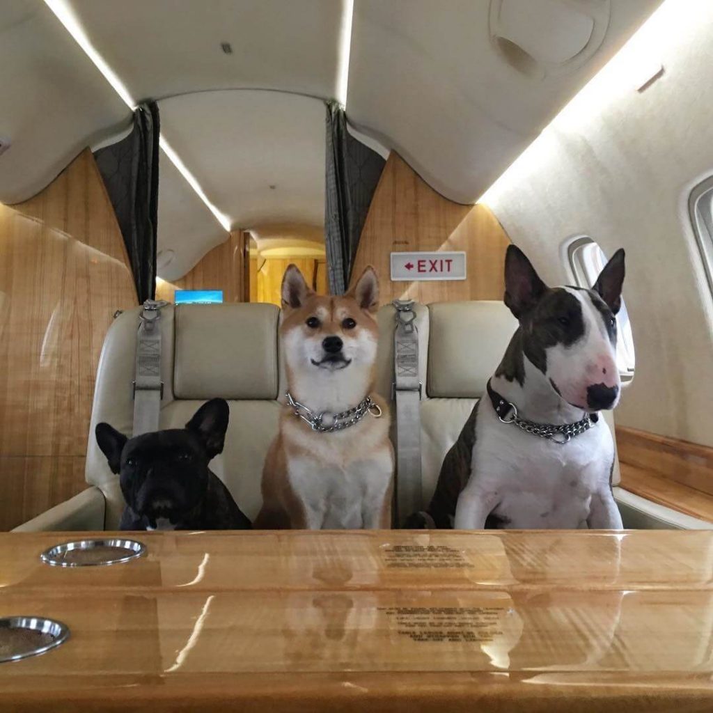 ¿Puedo Llevar A Mi Mascota En El Avión Privado?