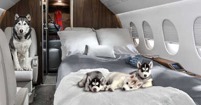 ¿Puedo Llevar A Mi Mascota En El Avión Privado?