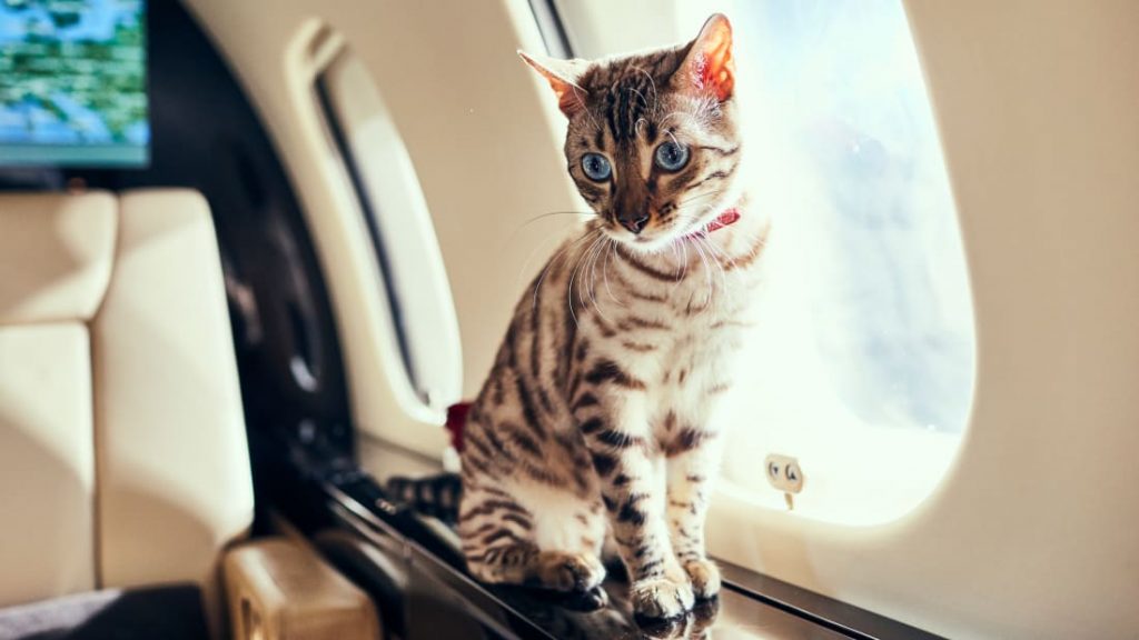 ¿Puedo Llevar Mascotas A Bordo De Un Jet Privado?