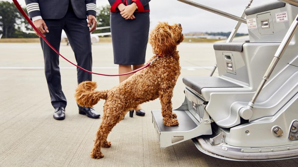 ¿Viaja Con Mascotas? Cómo Conseguir Un Jet Privado Que Acepte Mascotas
