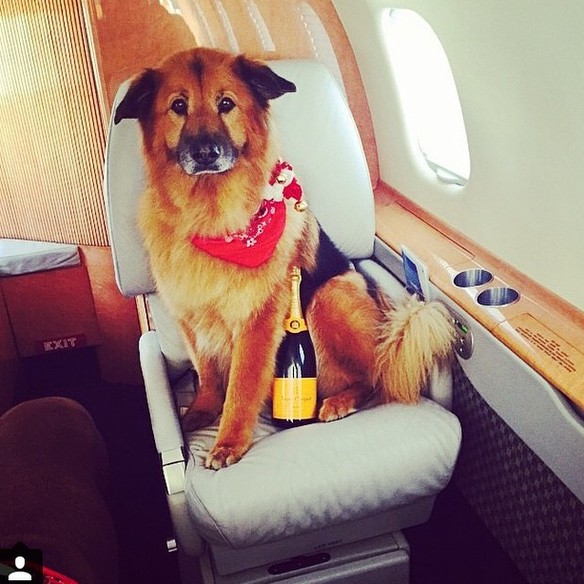 ¿Viaja Con Mascotas? Cómo Conseguir Un Jet Privado Que Acepte Mascotas